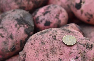 Russian and Belarusian Potato Rush, Decelerating