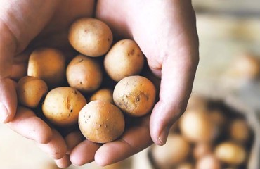 First Carbon-neutral Potatoes, into 200 Co-op Stores Across the UK