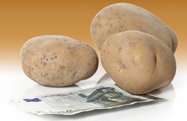 Sales Increase for HZPC