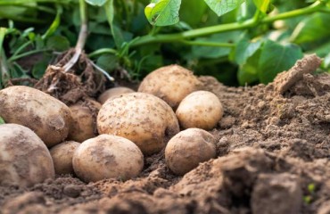 Fewer Potatoes and Acreage in 2021 for NEPG Countries