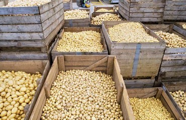 Belarus Potato Exports Reach 90,000 Tons