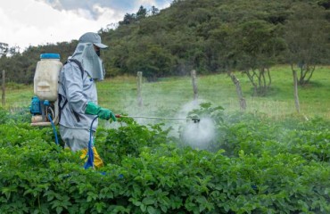 Main Potato Crop Pests and Available Solutions
