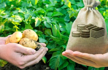 In 2021, Tajikistan's Potato Yield Increased by Over 100,000 Tons
