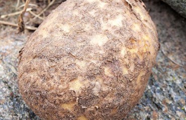 US Potato Industry Appreciates the Interruption of All Potatoes Grown in PEI