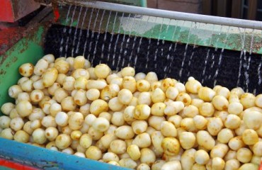 Intelligent Peeling Equipment, a Must Have