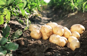 Canadian Fresh and Processed Potatoes on the Rise This Year