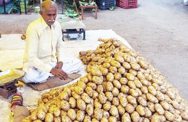 PepsiCo Lay's FC5 Potato Variety Patent Revoked by India