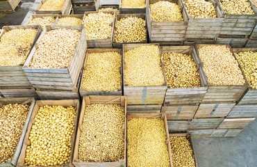 Potato Export Demand Remains Good