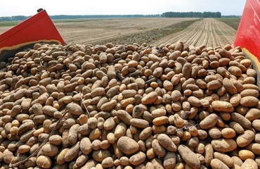 EU: Lower Prices for Potatoes in 2020