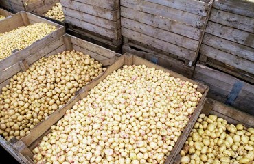 Pros and Cons of Bulk or Boxed Potato Storage