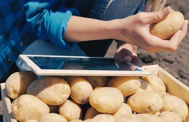 Climate Factors Are Not the Only Variables Influencing Potato Quality