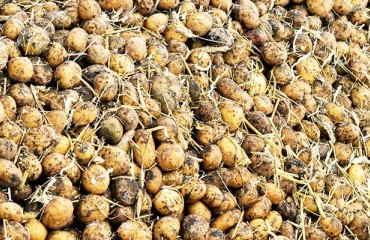 Premium Scottish Seed Potatoes have Reportedly Been Rejected by Egypt