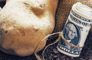 Tens of Millions of USD Worth of Potatoes Imported by Uzbekistan
