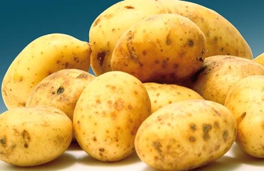 IFA: The Potato Trade Continues to be Affected