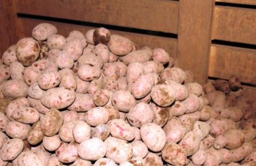 Fewer Potatoes, Bigger Prices in Russia
