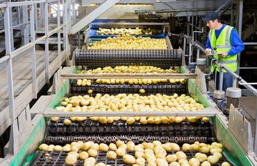 Complex Conveying Systems are the Smart Choice for Spud Processors