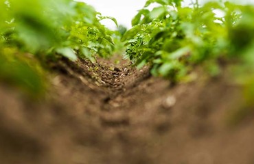 “Potato Land” is Sometimes Impossible to Find