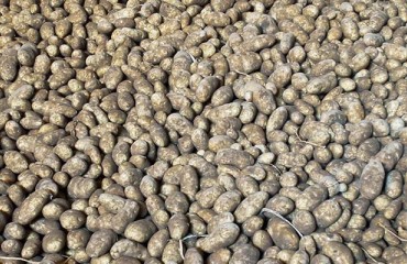 Canada is Sitting on a ‘Mountain’ of Potatoes