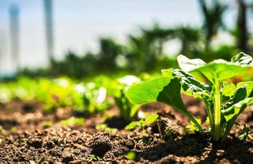 RNA-based Product to Control the Colorado Potato Beetle Awaits Regulatory Approval
