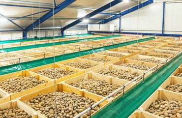 Ventilation and Refrigeration, Two Critical Processes in the Potato Storage