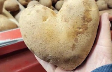 Green Light for PEI Potatoes to be Exported to Puerto Rico