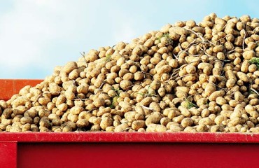 Everyday Challenges of Potato Transportation