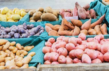 The European Fresh Potato Market is ‘Holding Firm’