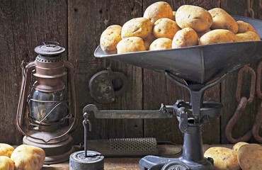 Washington’s Potato Use Balance Outweighs Supply