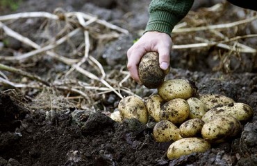 Environmentally Friendly Potato Chips