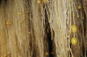 NASA’s Nutrient Film Technique Used for Growing Certified Potato Seeds