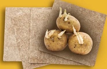 Banana Organic Technology to Protect Spuds from PCN