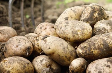 Potato Processing Activity in the NEPG Zone is ‘Good and Running’