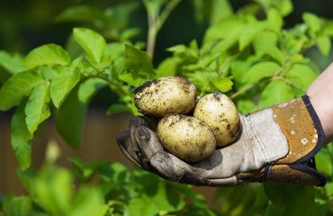 Europe’s Spud Processing Sector to Ensure the Future Viability of Our Planet
