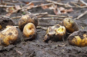 Untimely Rain in November 2021 Affected Spud Production in Bengal