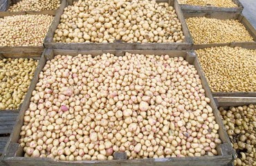 The Consequences of Russia's Invasion of Ukraine in the Potato Sector