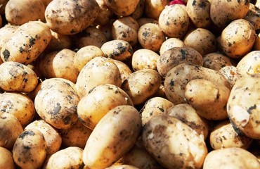 Increased Spud Prices in Armenia