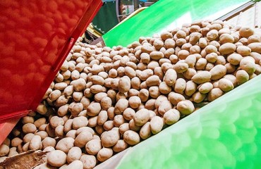 December 2021 Reflects US Constraints in Potato Supply and Shipping