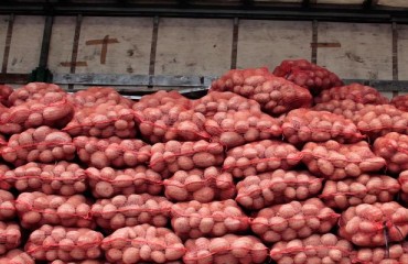 UK Potato Growers’ Decision Regarding Tuber Storing
