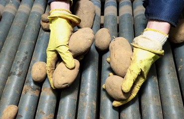 Variable Canadian Potato Stocks in April 2022