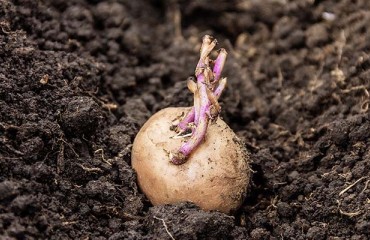 Northwest Europe Potato Plantings Could be the Lowest for Some Time