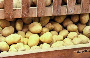 Uzbekistan’s Forecasted Potato Crop Volume in 2022