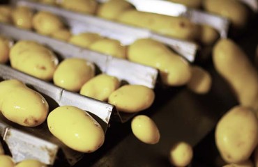 Promotional Campaign to Boost Supply of Belgian Potatoes in the UK