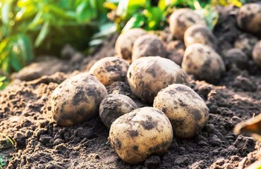 Input Costs and Their Impact on Potato Planting