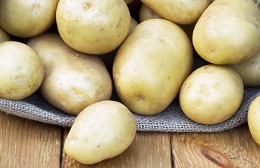 Good Conditions for the Sale of Early Potatoes in Moldova