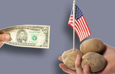 Potato Buyers are Active in the Market
