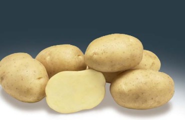 Potatoes Successfully Fight the Climate Change Abiotic Stresses