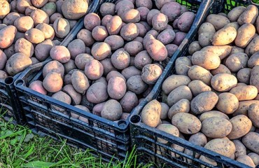 Potato Forward Positions Have Tampered