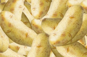 Potato-based Ingredients from a New Croatian Factory