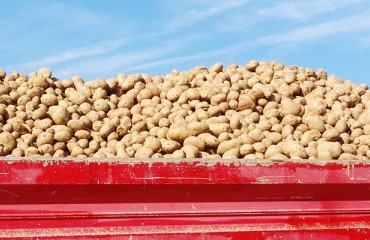 New Trends Concerning US Potato and Potato Product Exports