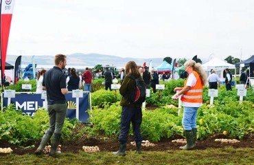 A Welcome Return for Potatoes in Practice